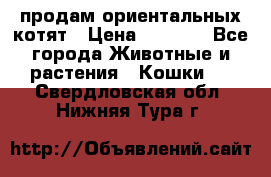 продам ориентальных котят › Цена ­ 5 000 - Все города Животные и растения » Кошки   . Свердловская обл.,Нижняя Тура г.